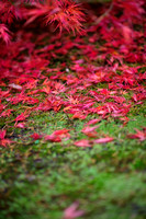 crimson leaves on moss bed