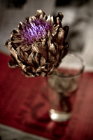 Still Life with Dead Artichoke Flower #1