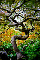 japanese maple twisted form #3