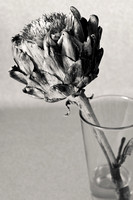 Still Life with Dead Artichoke Flower #2