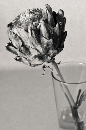 Still Life with Dead Artichoke Flower #2
