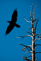 corvus corax and tree bared on blue