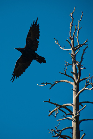 corvus corax and tree bared on blue